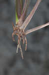 Big bluestem